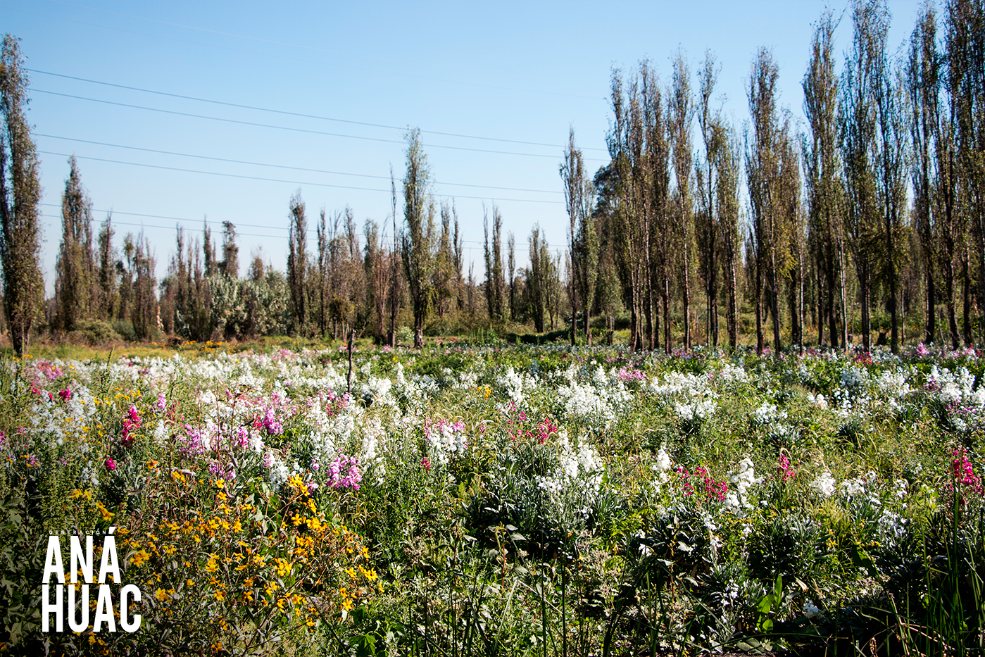 El regreso de las chinampas