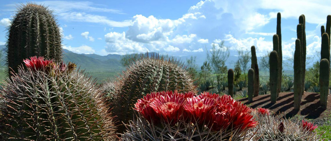 Jardín de cactáceas