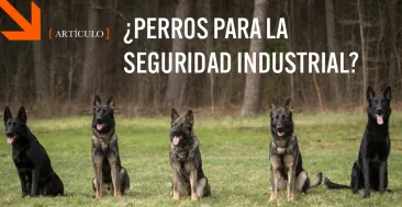 perros para la seguridad industrial