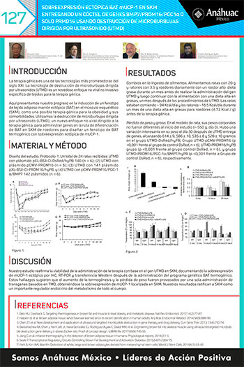 Sobreexpresión ectópica bat mucp-1 en skm entregando un cóctel de genes bmp7/prdm16/pgc1α  o solo prmd16 usando destrucción de microburbujas dirigida por ultrasonido (UTMD)