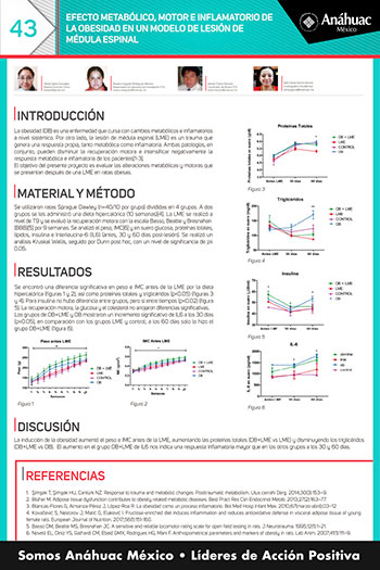 EFECTO METABÓLICO, MOTOR E INFLAMATORIO DE LA OBESIDAD EN UN MODELO DE LESIÓN DE MÉDULA ESPINAL