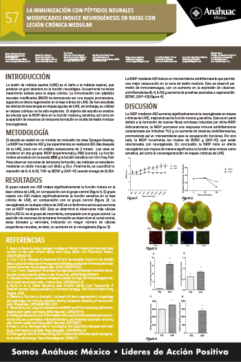 LA INMUNIZACIÓN CON PÉPTIDOS NEURALES MODIFICADOS INDUCE NEUROGÉNESIS EN RATAS CON LESIÓN CRÓNICA MEDULAR