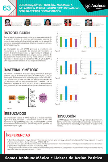 DETERMINACIÓN DE PROTEÍNAS ASOCIADAS A INFLAMACIÓN-REGENERACIÓN EN RATAS TRATADAS CON UNA TERAPIA DE COMBINACIÓN