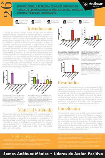 Evaluación de la expresión génica de citocinas en ratas con lesión crónica de médula espinal, tratadas con una terapia de combinación