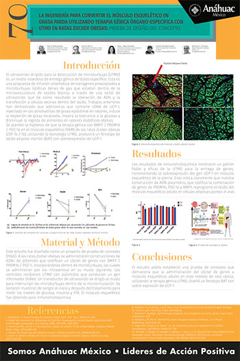 La ingeniería para convertir el músculo esquelético en grasa Parda utilizando terapia génica órgano-especifica con utmd en ratas Zucker obesas: Prueba de diseño del concepto