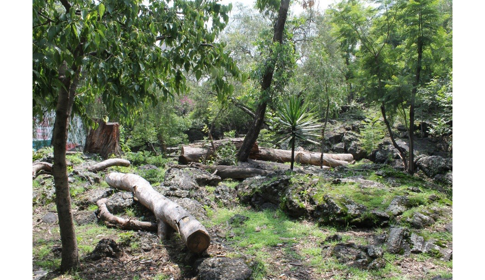 Miembros de Arquitectura investigan el impacto ecológico del crecimiento urbano en el Parque “Luis Barragán”