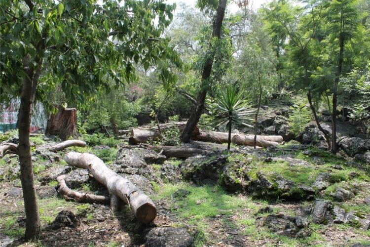 Miembros de Arquitectura investigan el impacto ecológico del crecimiento urbano en el Parque “Luis Barragán”