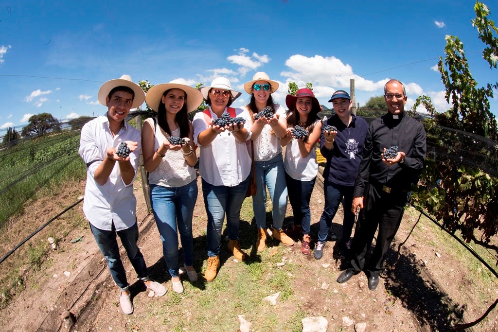 Tras 5 años de haber plantado las vides, las uvas del Viñedo Anáhuac alcanzaron la maduración óptima para producir vino.