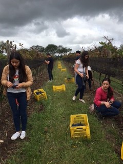 Alumnos cursando "Fundamentos de Cata" y “Enología y Maridaje”, realizaron prácticas de viticultura a cargo de la Mtra. Berenice Madrigal, durante una visita técnica al Viñedo Anáhuac y Viñedos Azteca, donde tuvieron la oportunidad de participar en la vendimia (cosecha) de uva tinta Cabernet Sauvignon.