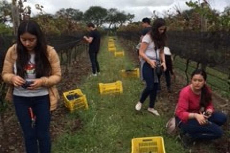 Alumnos cursando "Fundamentos de Cata" y “Enología y Maridaje”, realizaron prácticas de viticultura a cargo de la Mtra. Berenice Madrigal, durante una visita técnica al Viñedo Anáhuac y Viñedos Azteca, donde tuvieron la oportunidad de participar en la vendimia (cosecha) de uva tinta Cabernet Sauvignon.