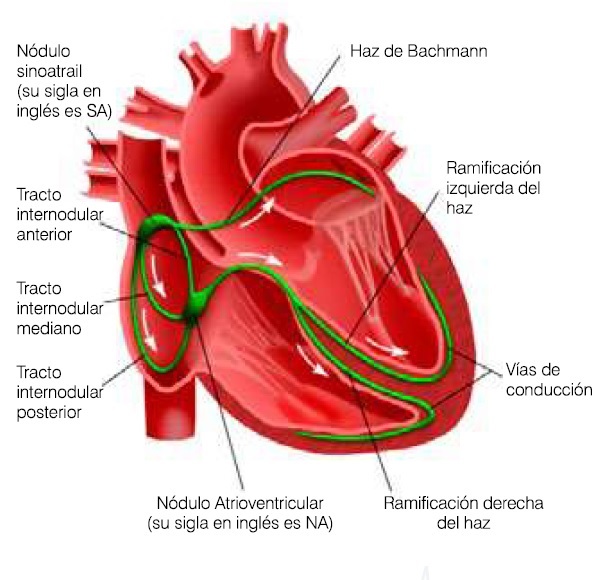 Monitor cardíaco