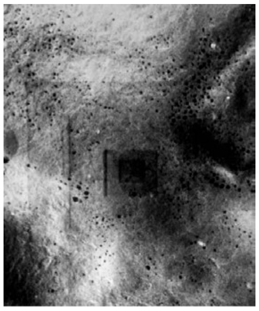 ¿Preparar o no a los especímenes biológicos para estudiarlos con el microscopio electrónico de barrido?