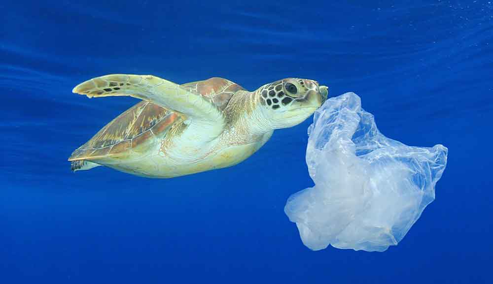 Las tortugas confunden las bolsas de plástico con medusas