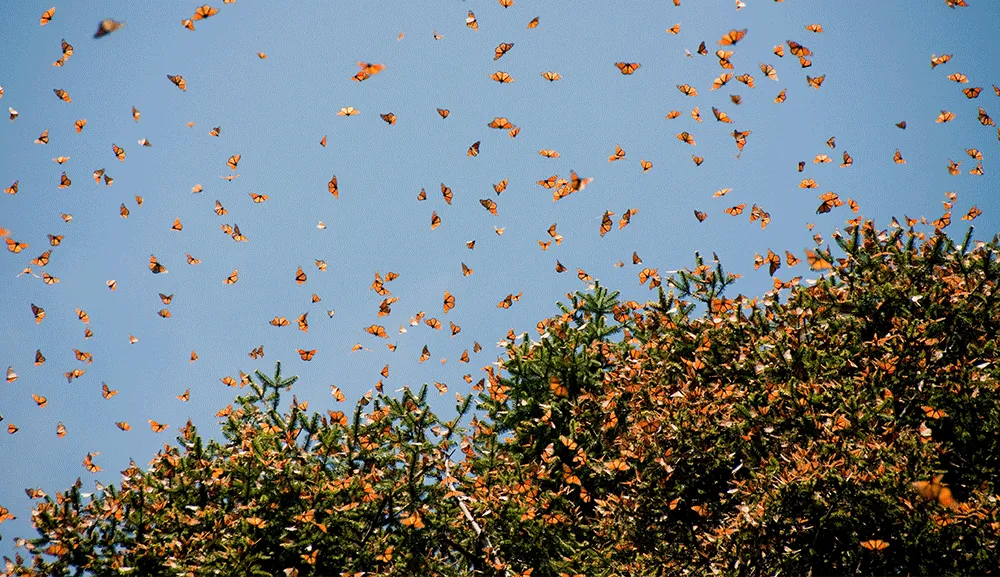 Alumnos de Responsabilidad Social realizan práctica en reserva de la biosfera de la Mariposa Monarca