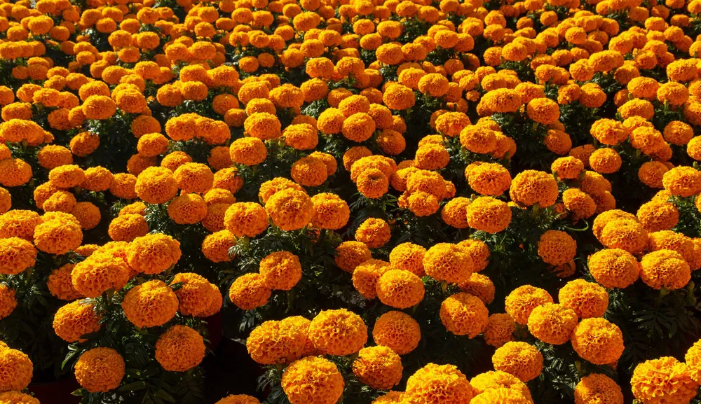 Día de Muertos: Flores para quienes ya se han ido