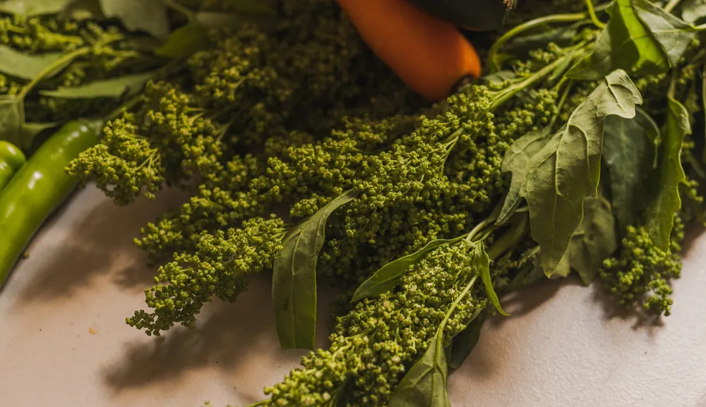 Quelites: tesoros ancestrales de la cocina mexicana