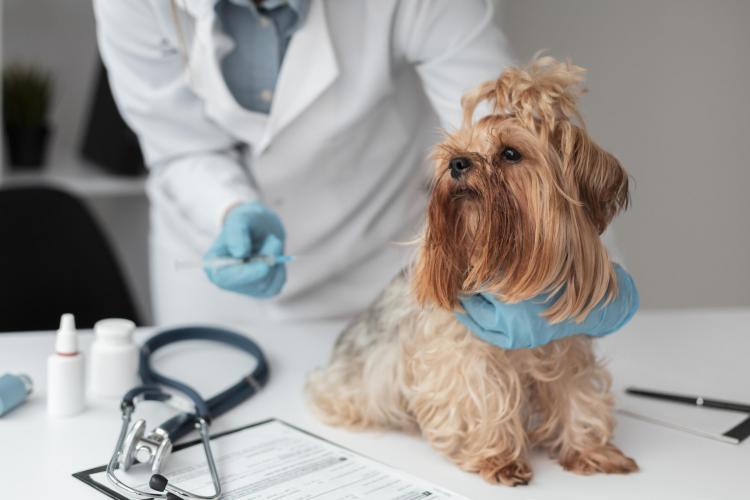 Vacunación mascotas