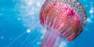 Proyectos Destacados