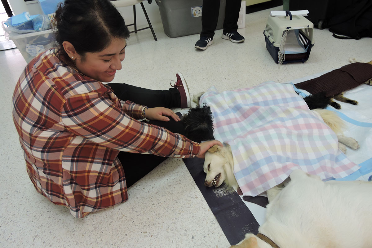 4 / 7 - Grupo Ingenia en pro de la Vida Digna Animal Canina y Felina