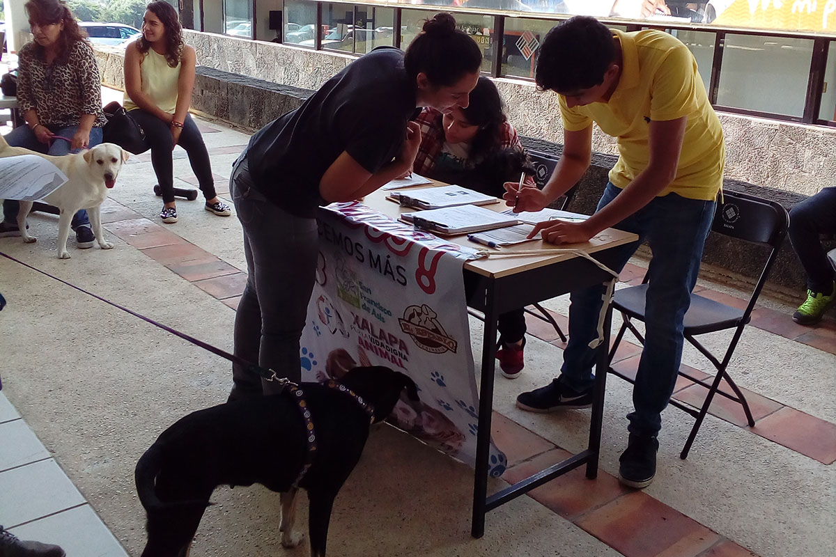 7 / 7 - Grupo Ingenia en pro de la Vida Digna Animal Canina y Felina