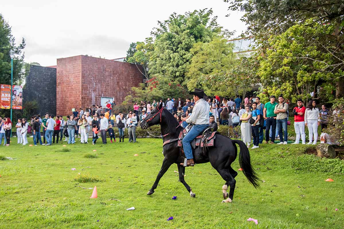 4 / 18 - Presentación de caballos bailadores.