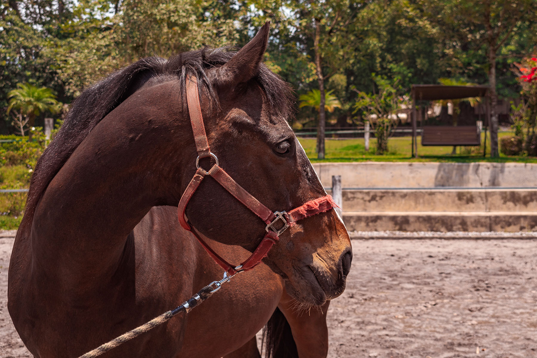 11 / 21 - Coaching Asistido por Caballos para Alumnos de la Maestría en Desarrollo de Capital Humano