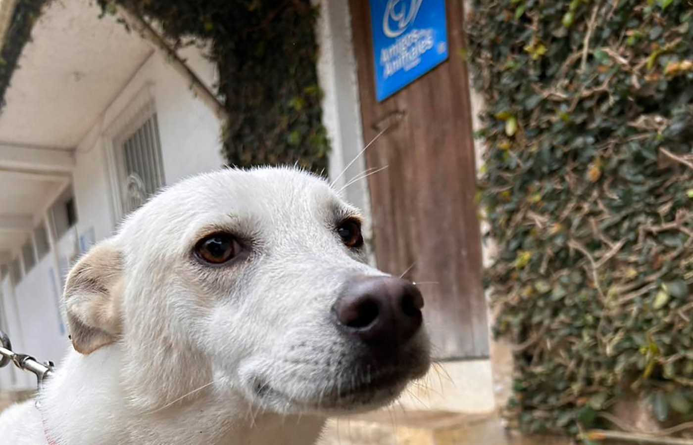 3 / 5 - Servicio Social en Amigos de los Animales A.C.