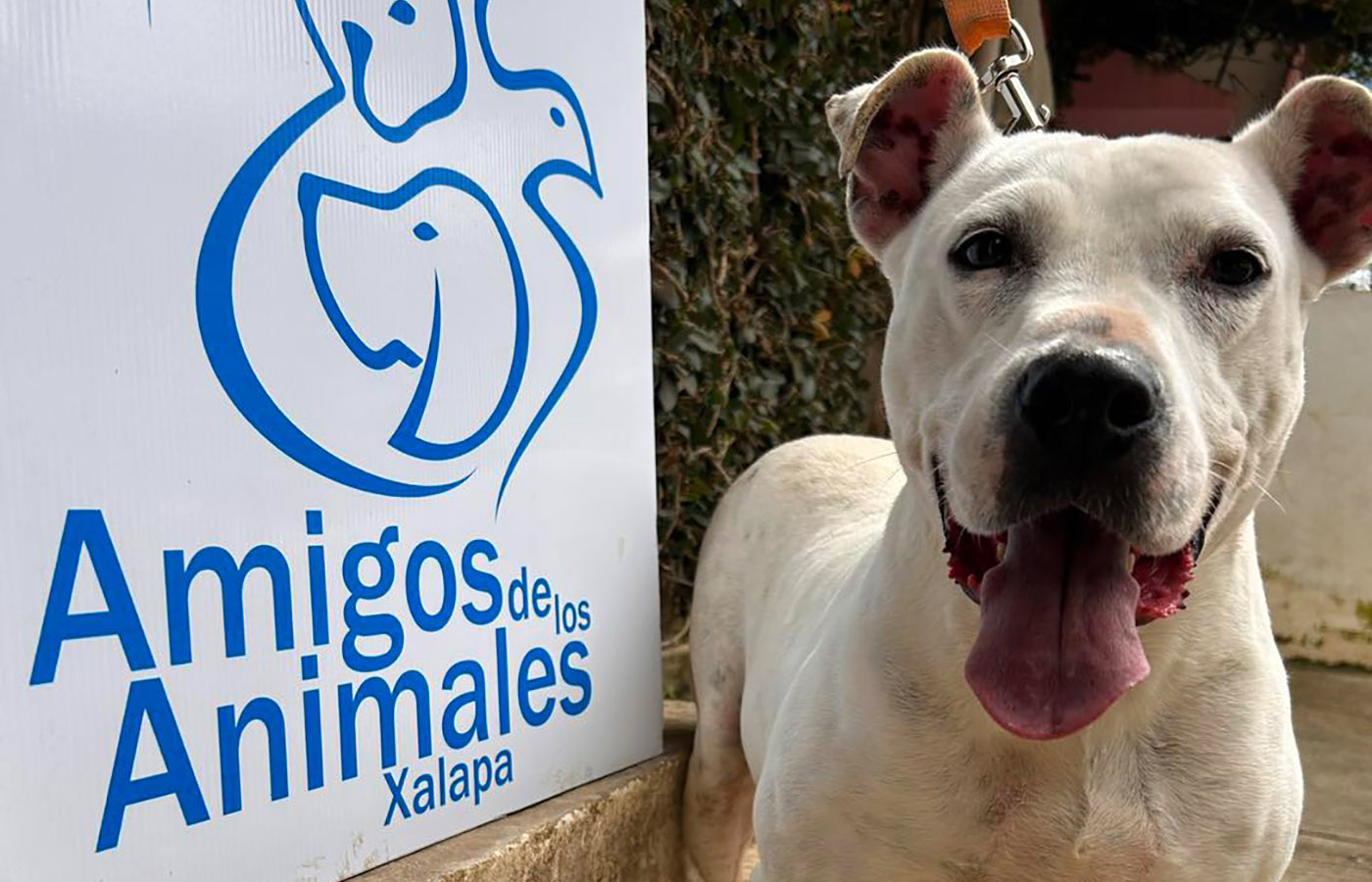 4 / 5 - Servicio Social en Amigos de los Animales A.C.