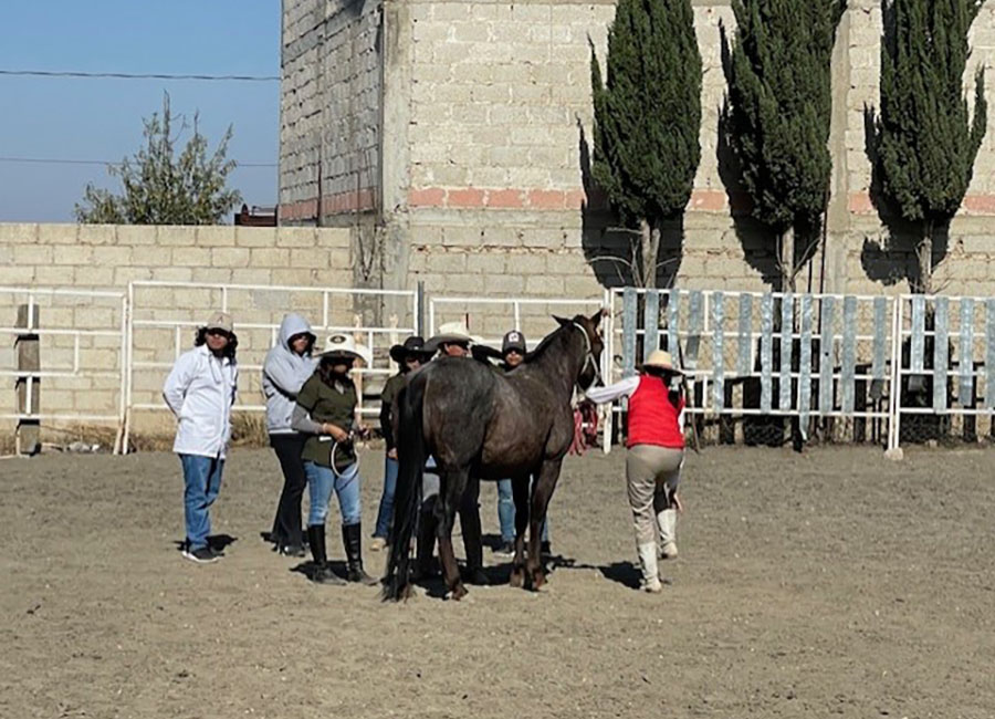 4 / 4 - Visita Exitosa al Rancho La Querencia: Una Experiencia en el Mundo Equino