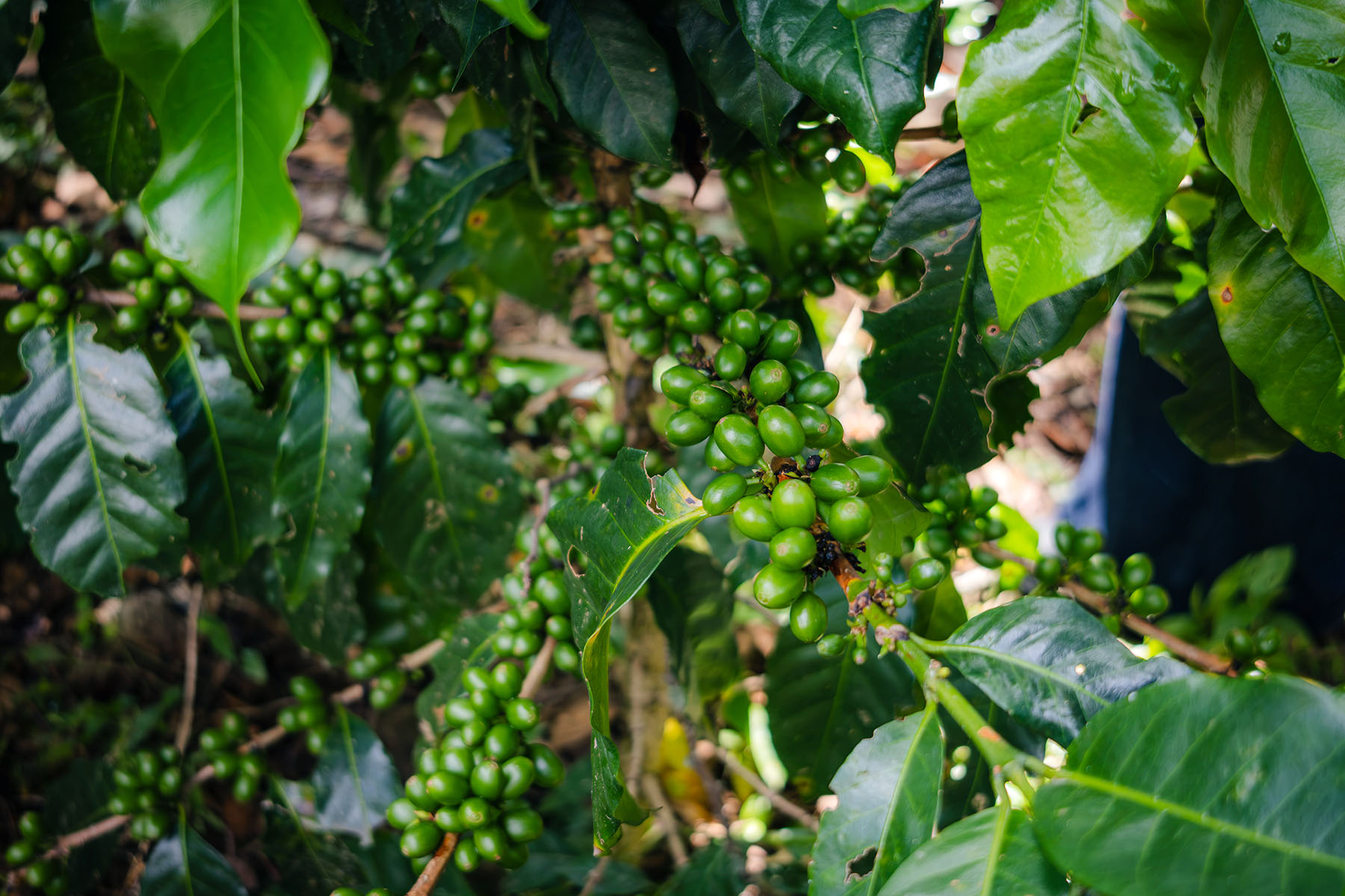 2 / 88 - Curso en Cultura y Cata de Café para Colaboradores de Sorteo Anáhuac 2 / 88 - Curso en Cultura y Cata de Café para Colaboradores de Sorteo Anáhuac