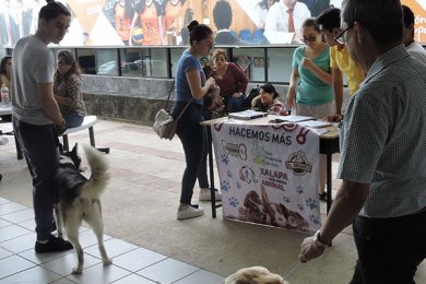 Grupo Ingenia en pro de la Vida Digna Animal Canina y Felina